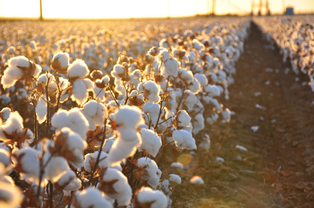 Vải cotton khô là gì? Ưu và nhược điểm nổi bật